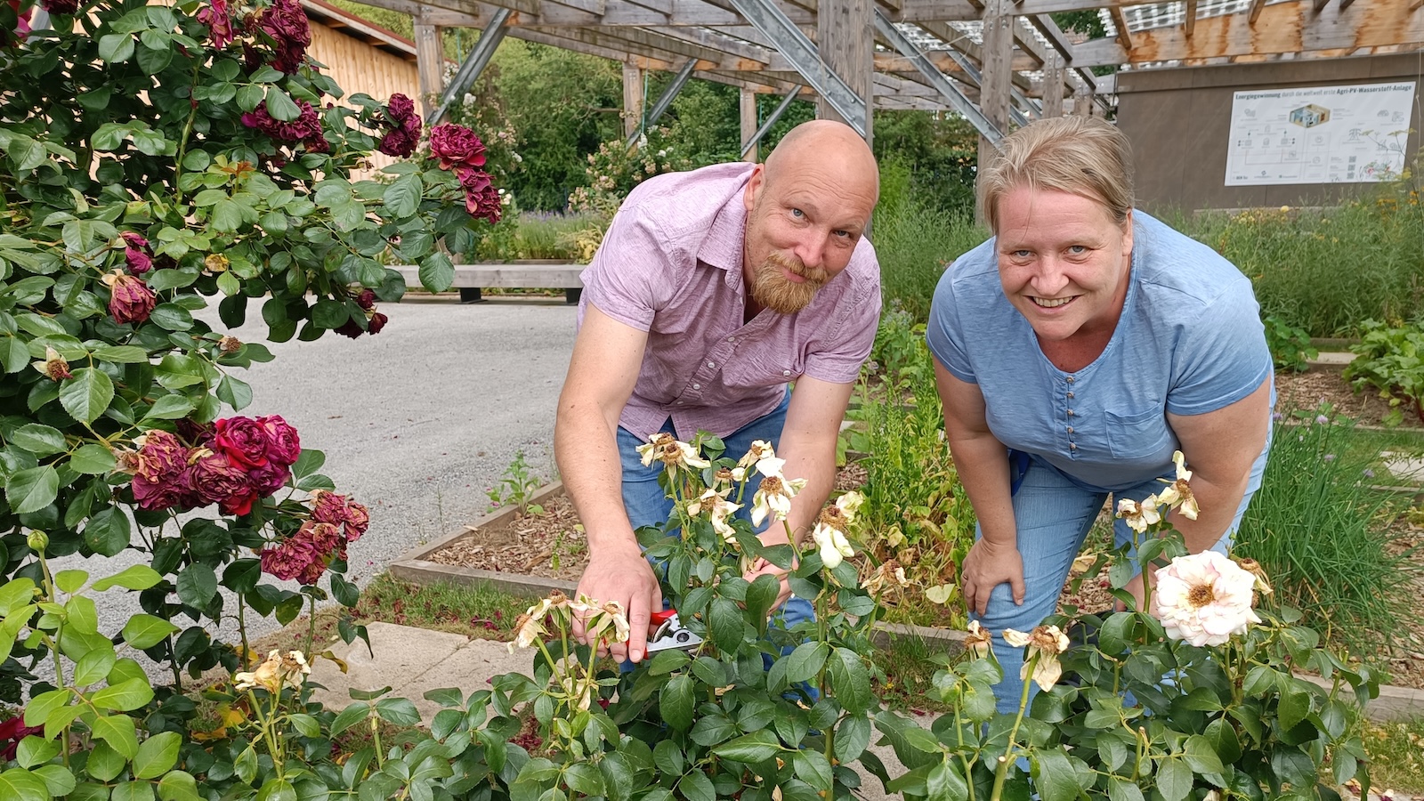 Der richtige Frühjahrsschnitt für Rosen – Workshop im Archäologiepark Höxter