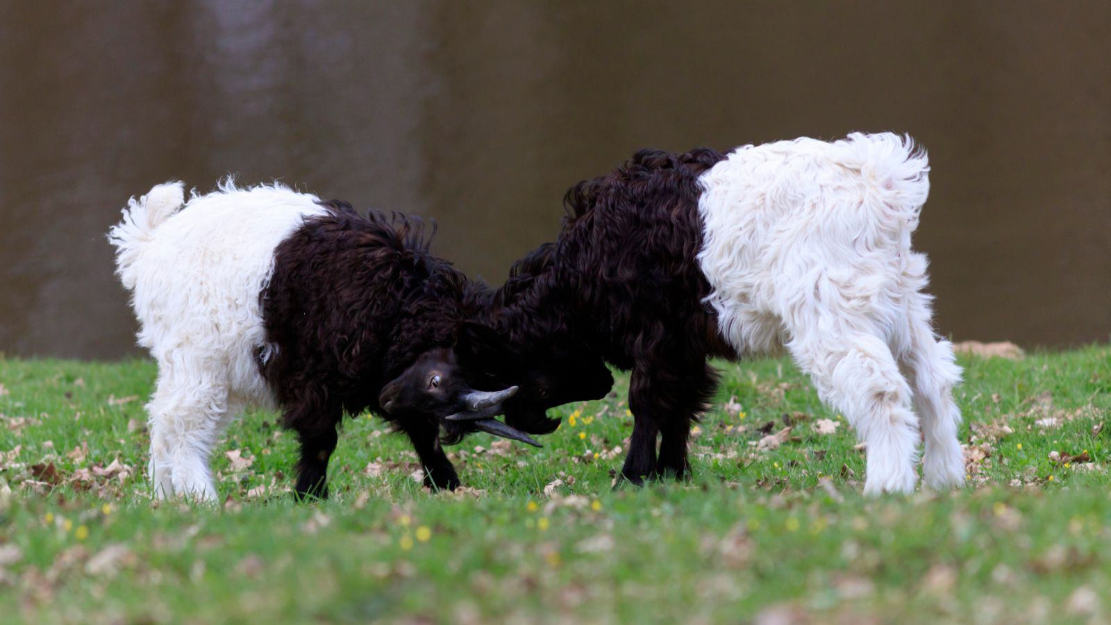 Tierpark Sababurg ab sofort unter neuer Telefonnummer erreichbar
